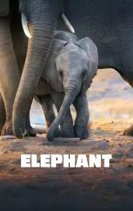 Elephant (2020) อัศจรรย์แห่งช้าง