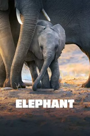 Elephant (2020) อัศจรรย์แห่งช้าง